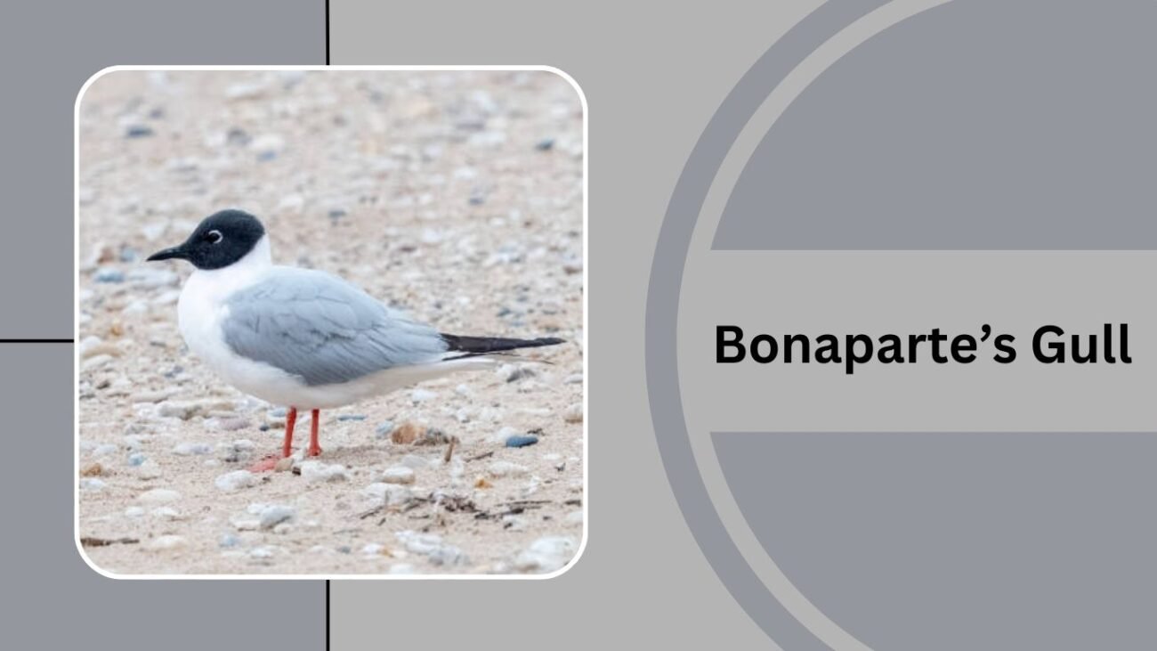 Bonaparte’s Gull