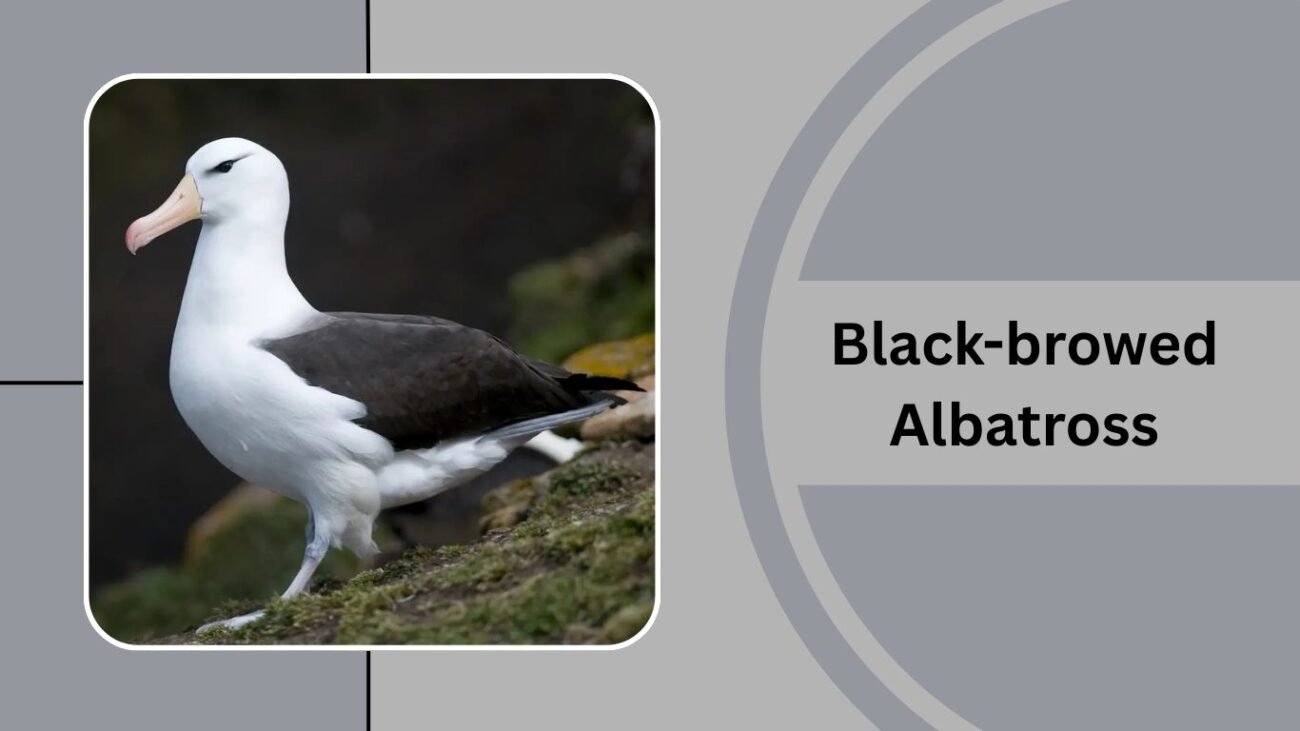 Black-browed Albatross