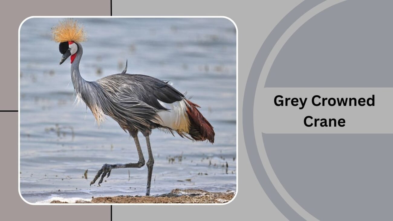  Grey Crowned Crane