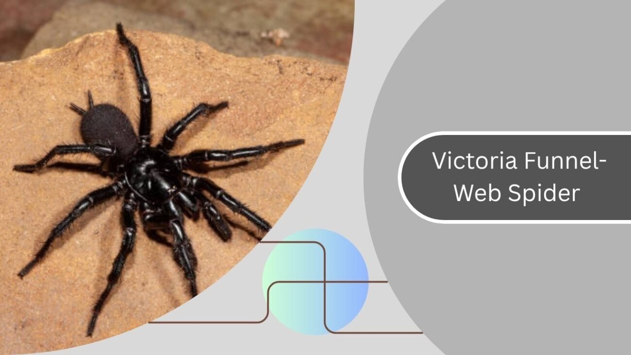 Victoria Funnel-Web Spider