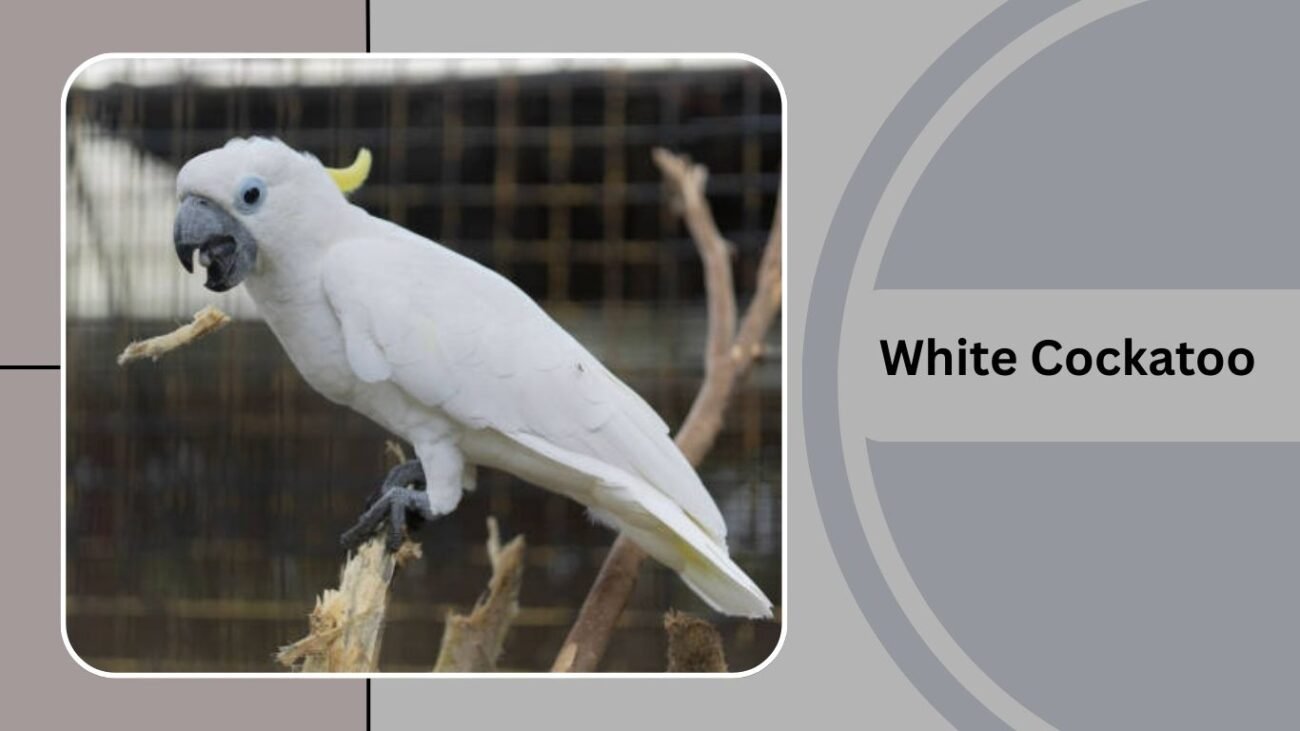 White Cockatoo