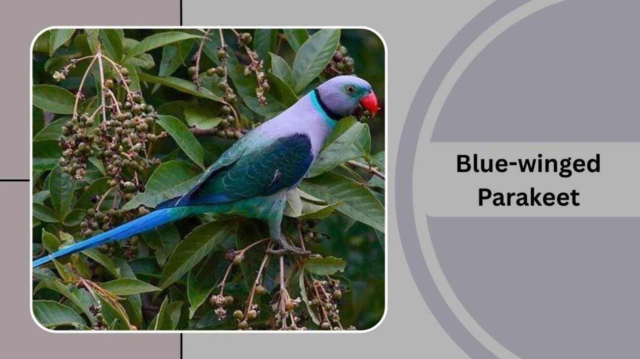 Blue-winged Parakeet
