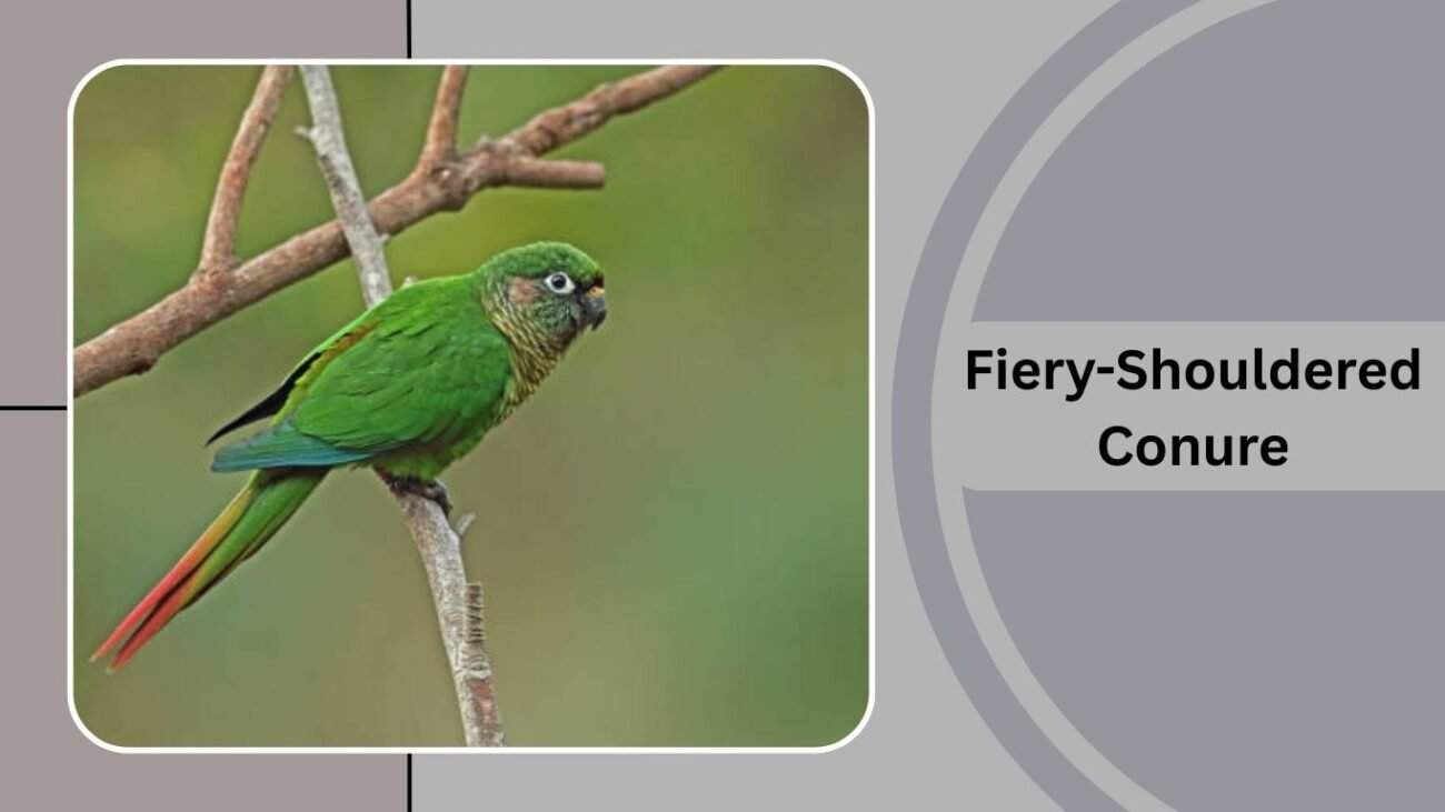 Fiery-Shouldered Conure