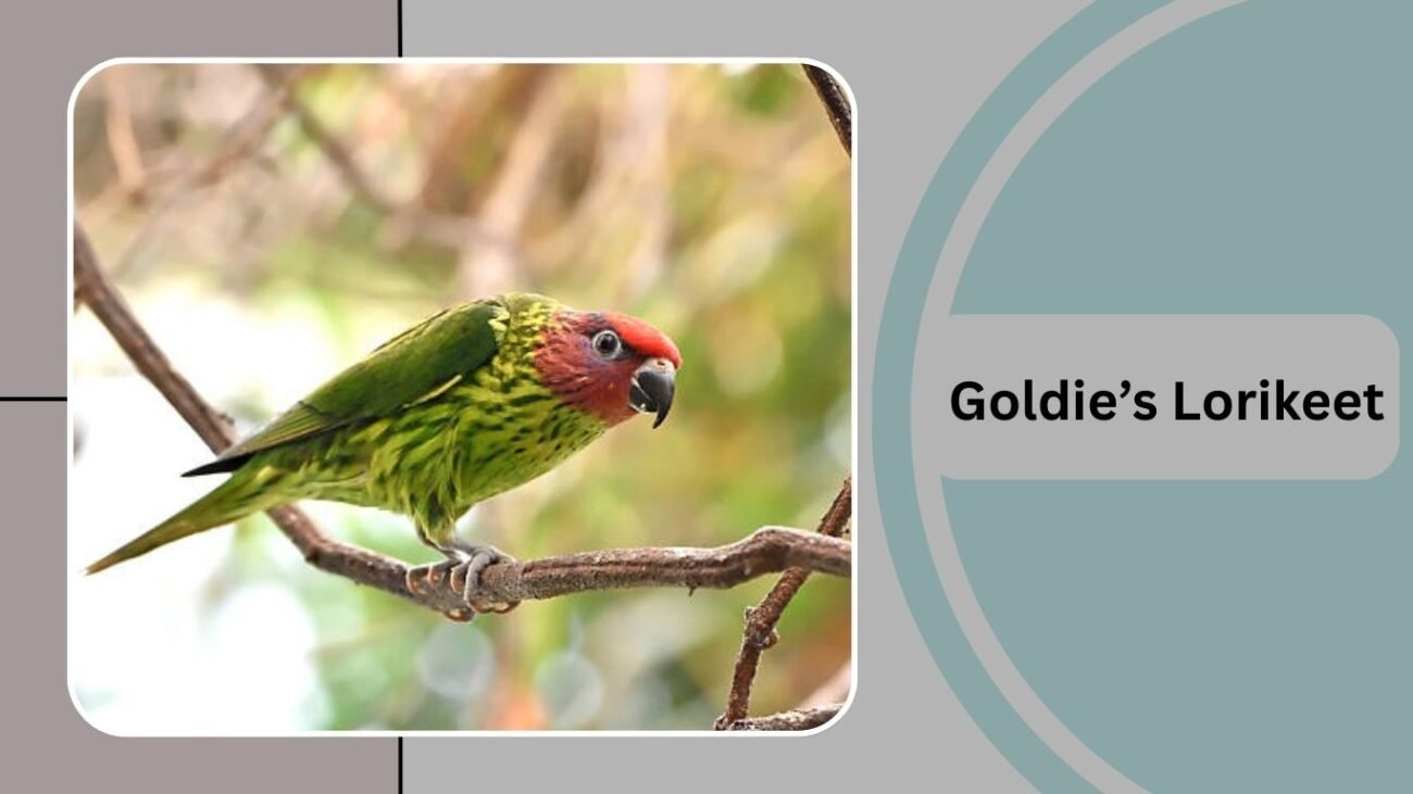 Goldie’s Lorikeet