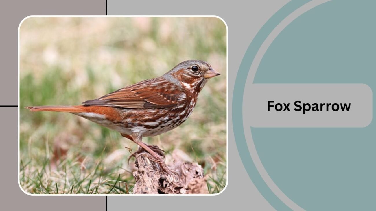 Fox Sparrow
