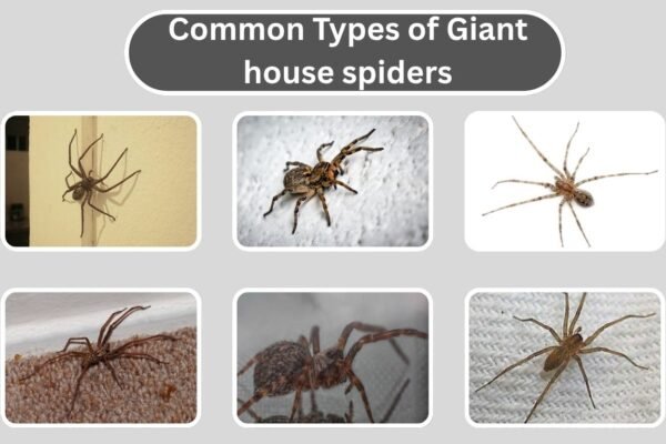 Types of Giant house spiders