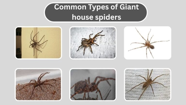 Types of Giant house spiders