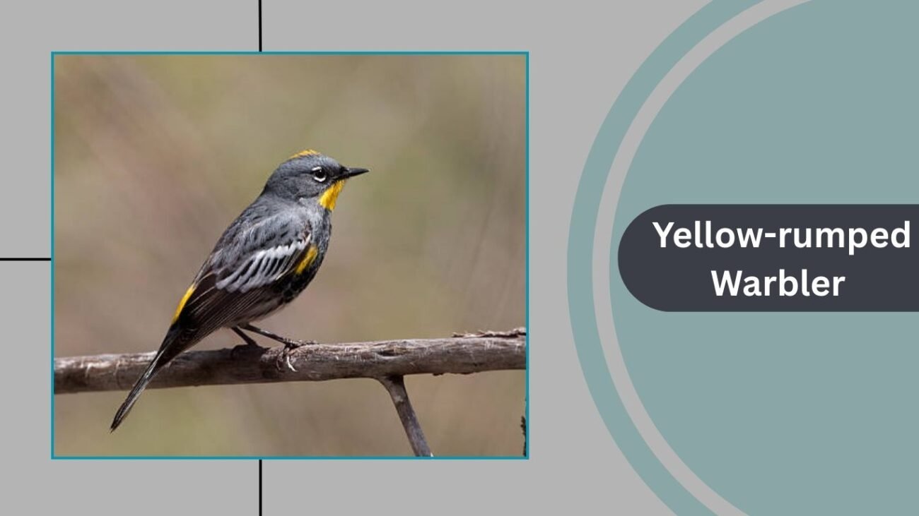 Yellow-rumped Warbler