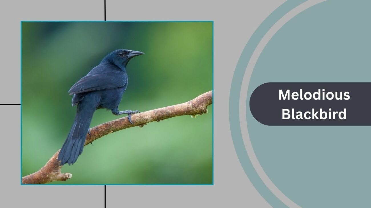 Melodious Blackbird