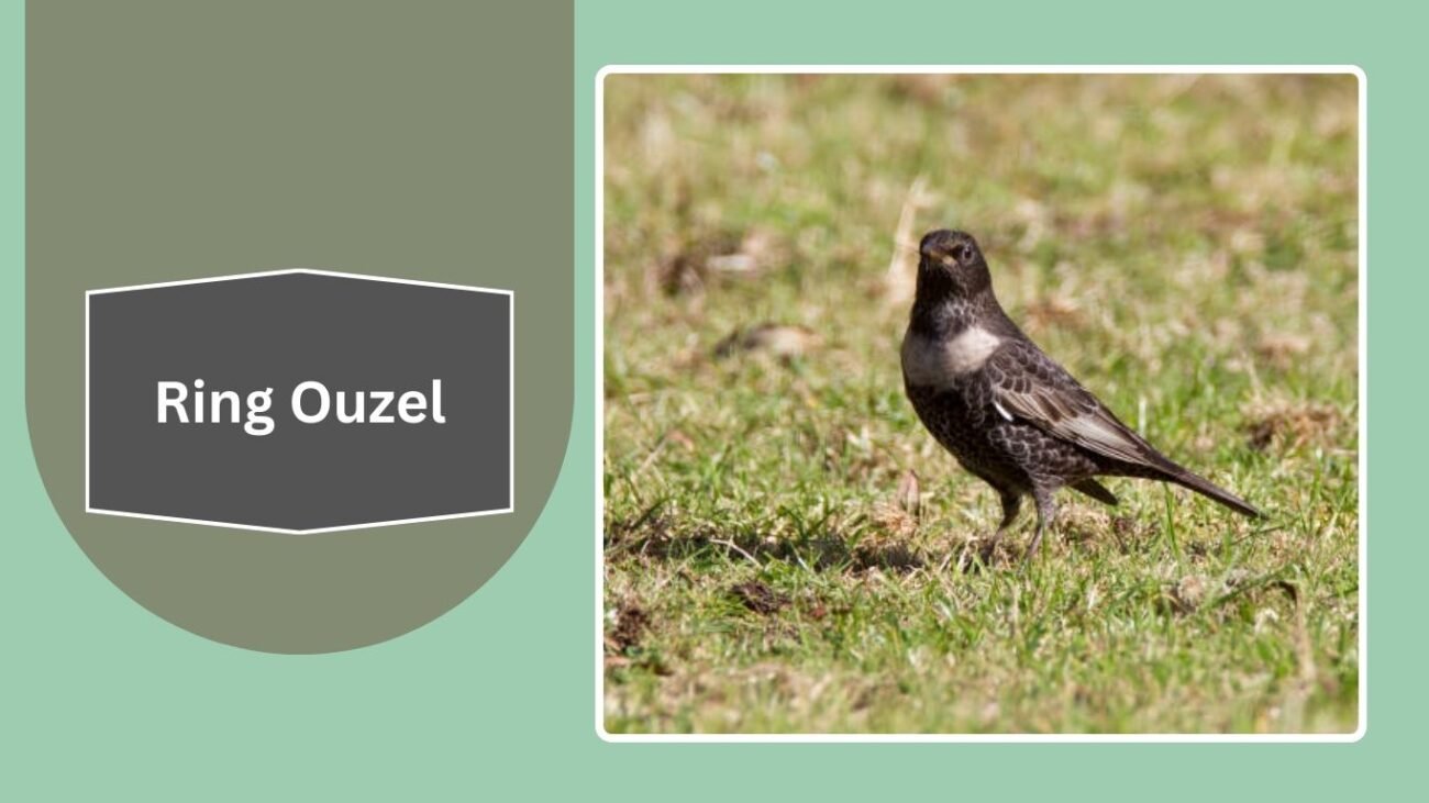 Ring Ouzel