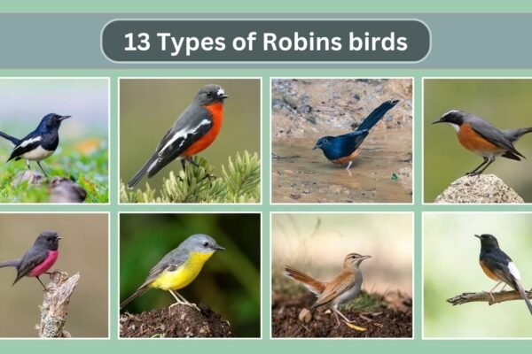 13 Types of Robins birds