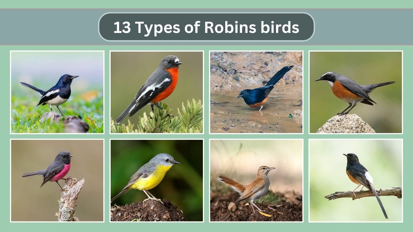 13 Types of Robins birds