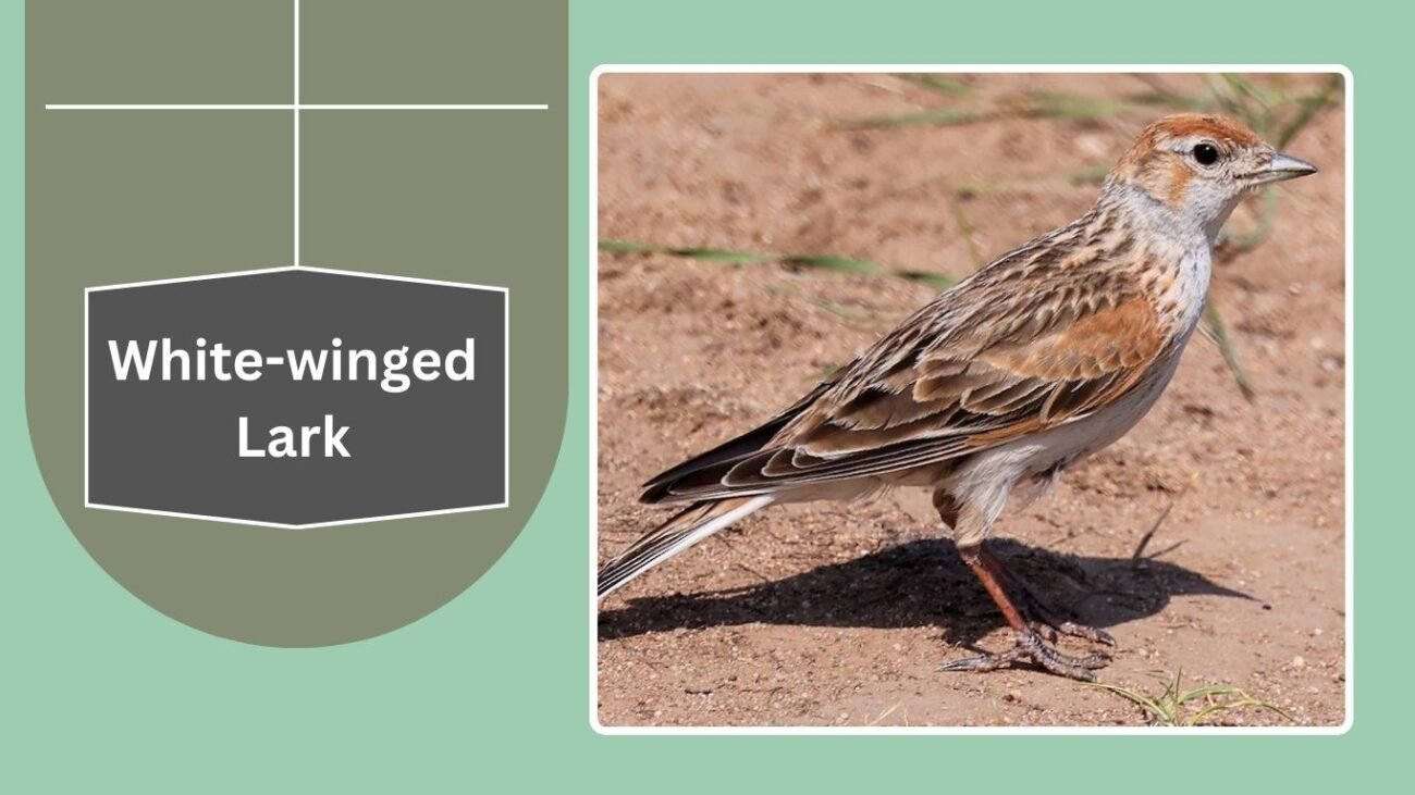 White-winged Lark