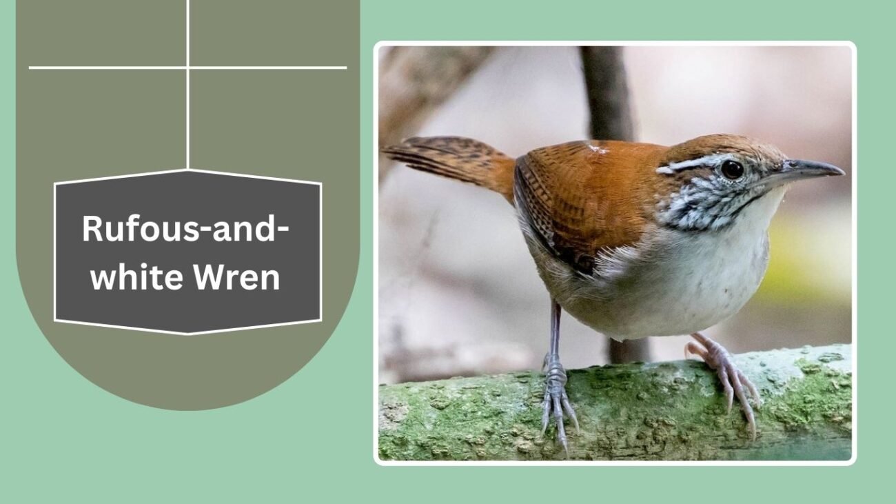 Rufous-and-white Wren