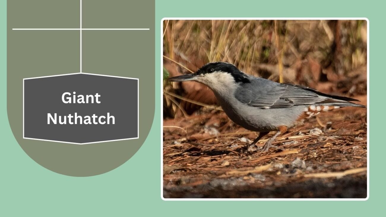 Giant Nuthatch