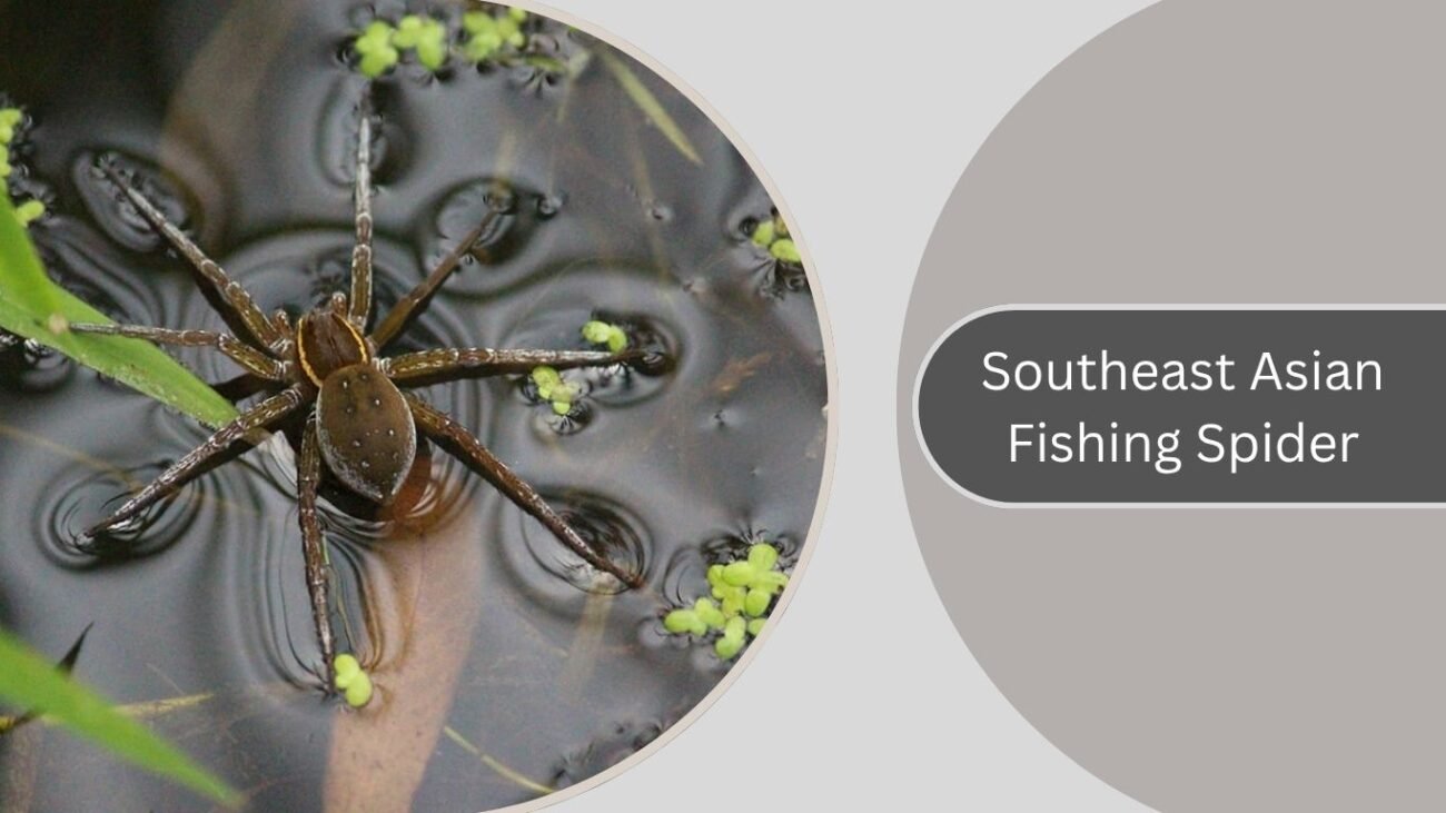 Southeast Asian Fishing Spider