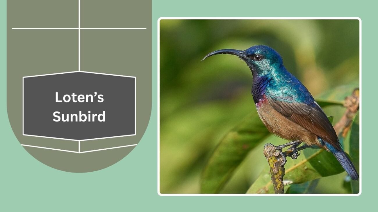  Loten’s Sunbird