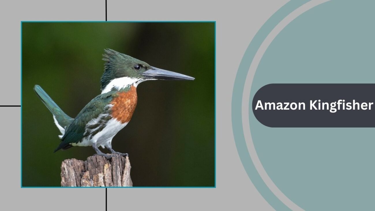 Amazon Kingfisher