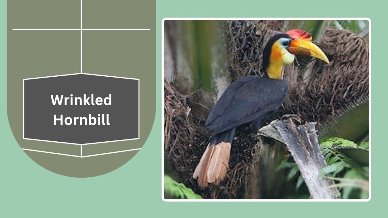 Wrinkled Hornbill