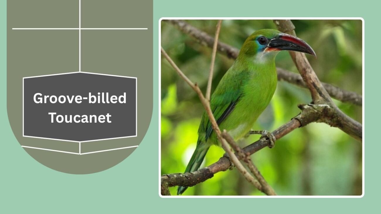 Groove-billed Toucanet