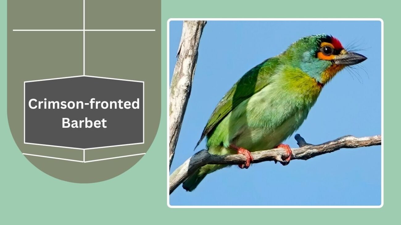 Crimson-fronted Barbet