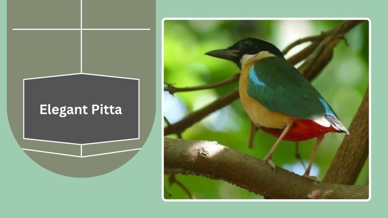 Elegant Pitta