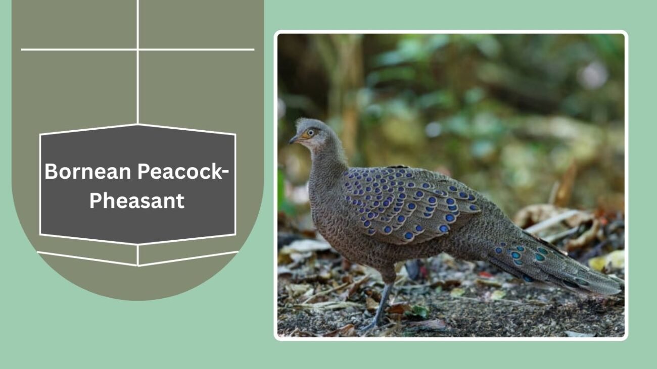 Bornean Peacock-Pheasant