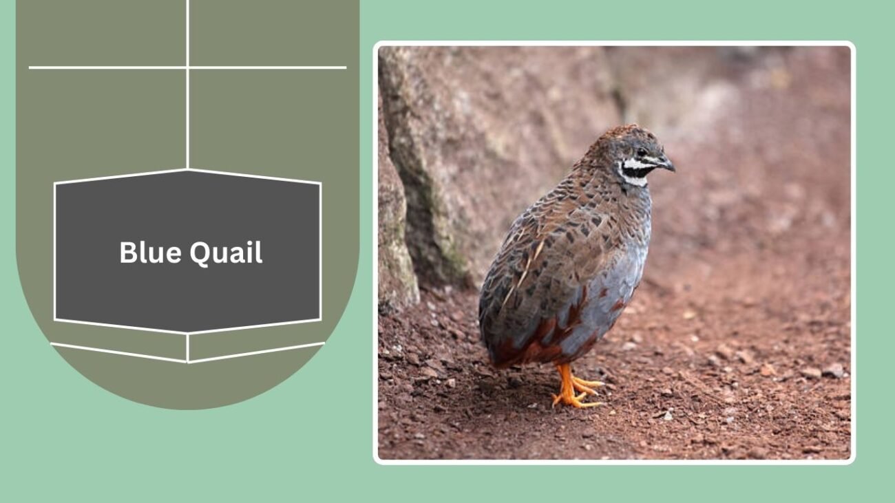Blue Quail