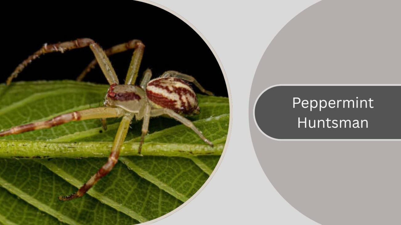 Peppermint Huntsman