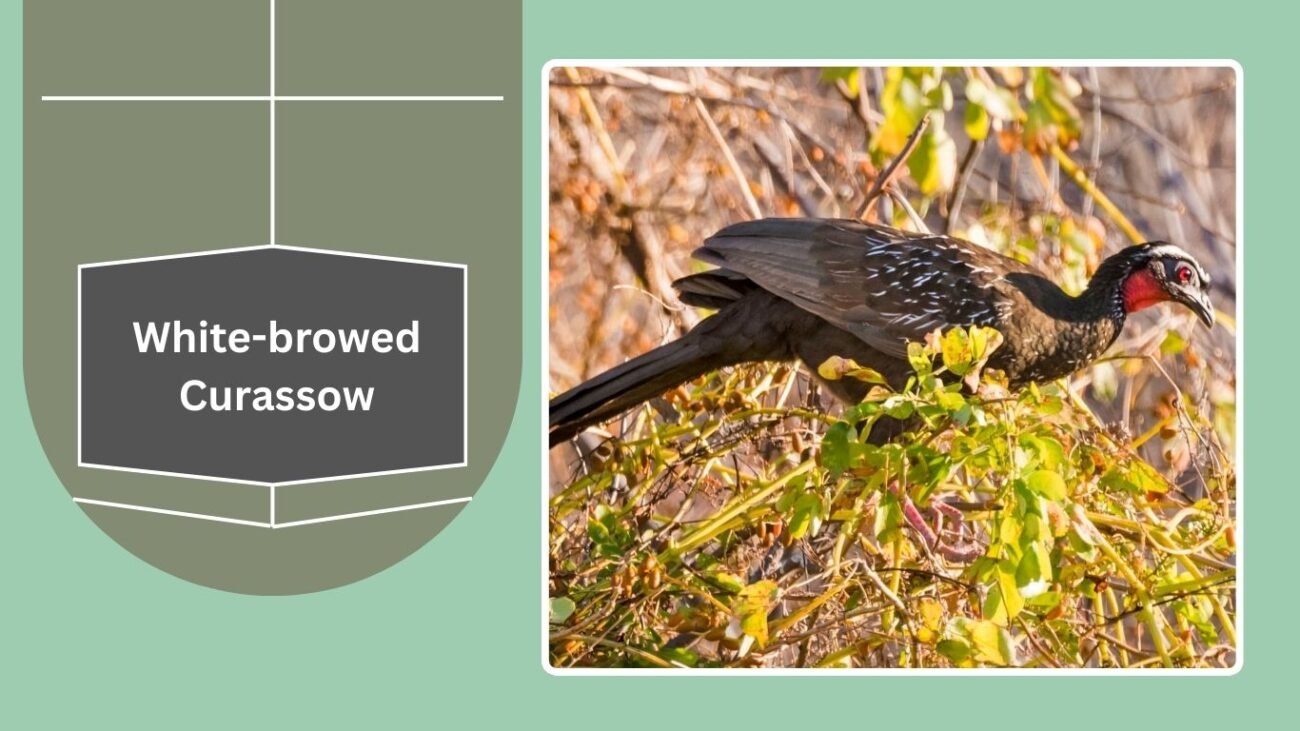 White-browed Curassow