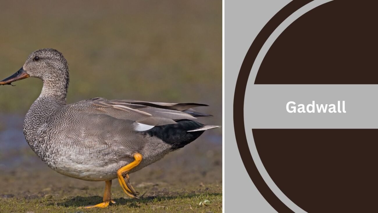 Gadwall
