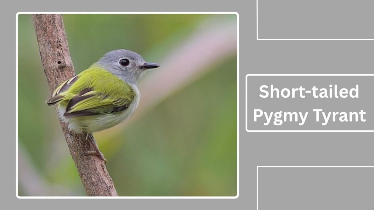 Short-tailed Pygmy Tyrant
