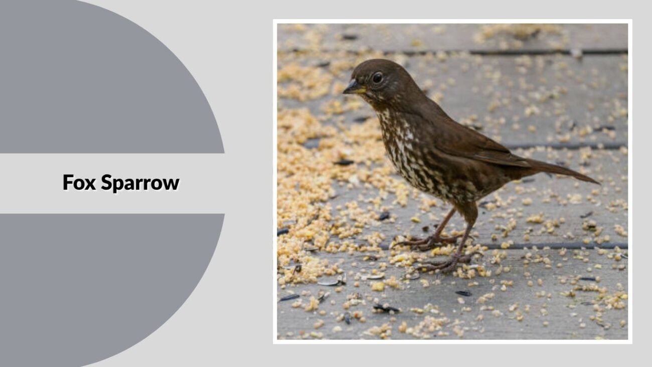 Fox Sparrow