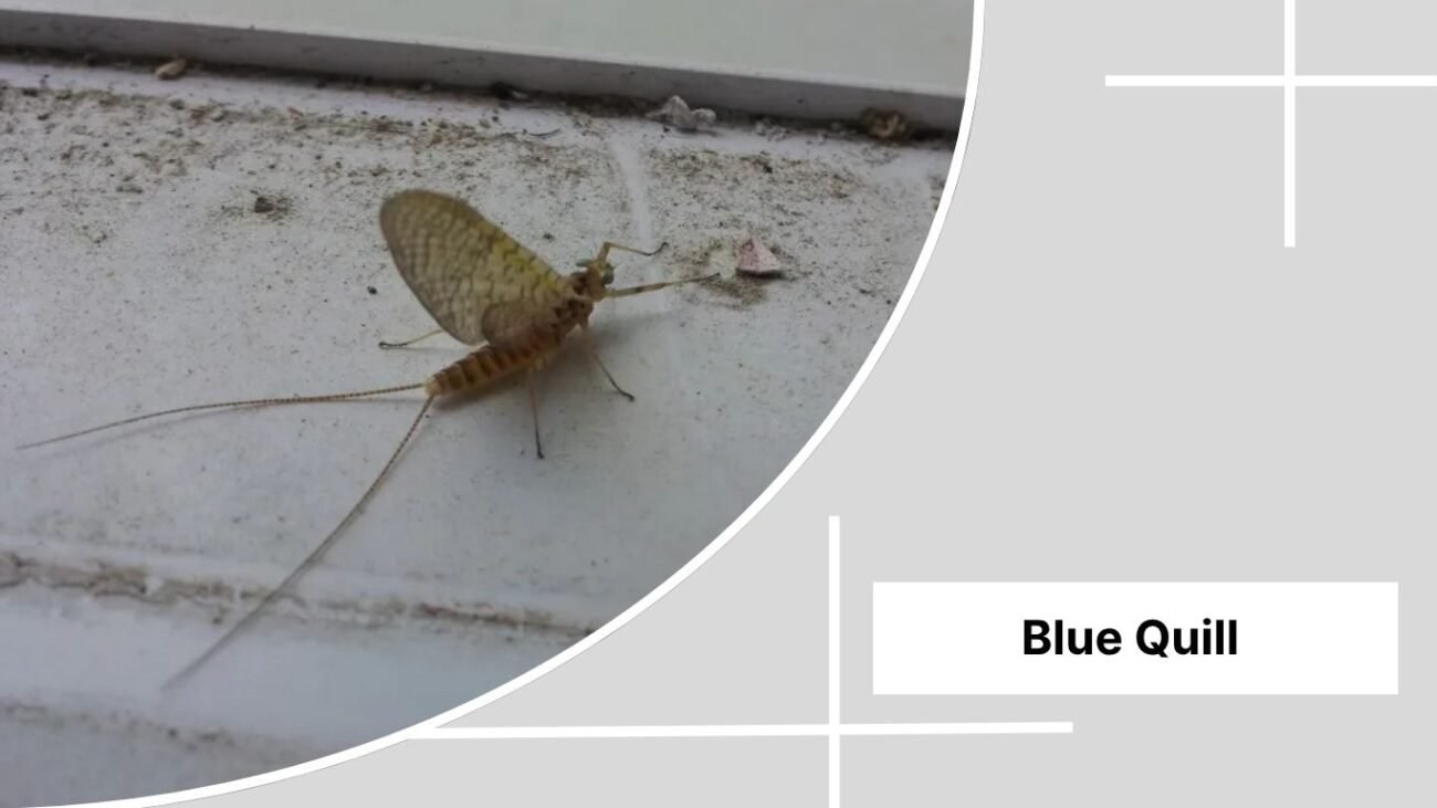  Blue Quill