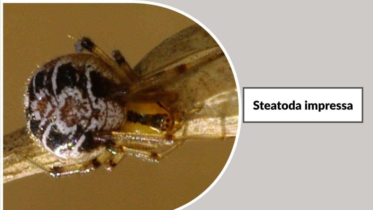 Steatoda impressa