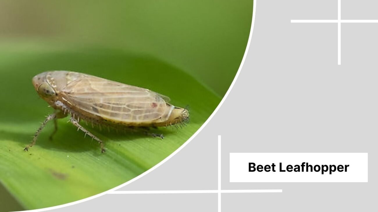 Beet Leafhopper 