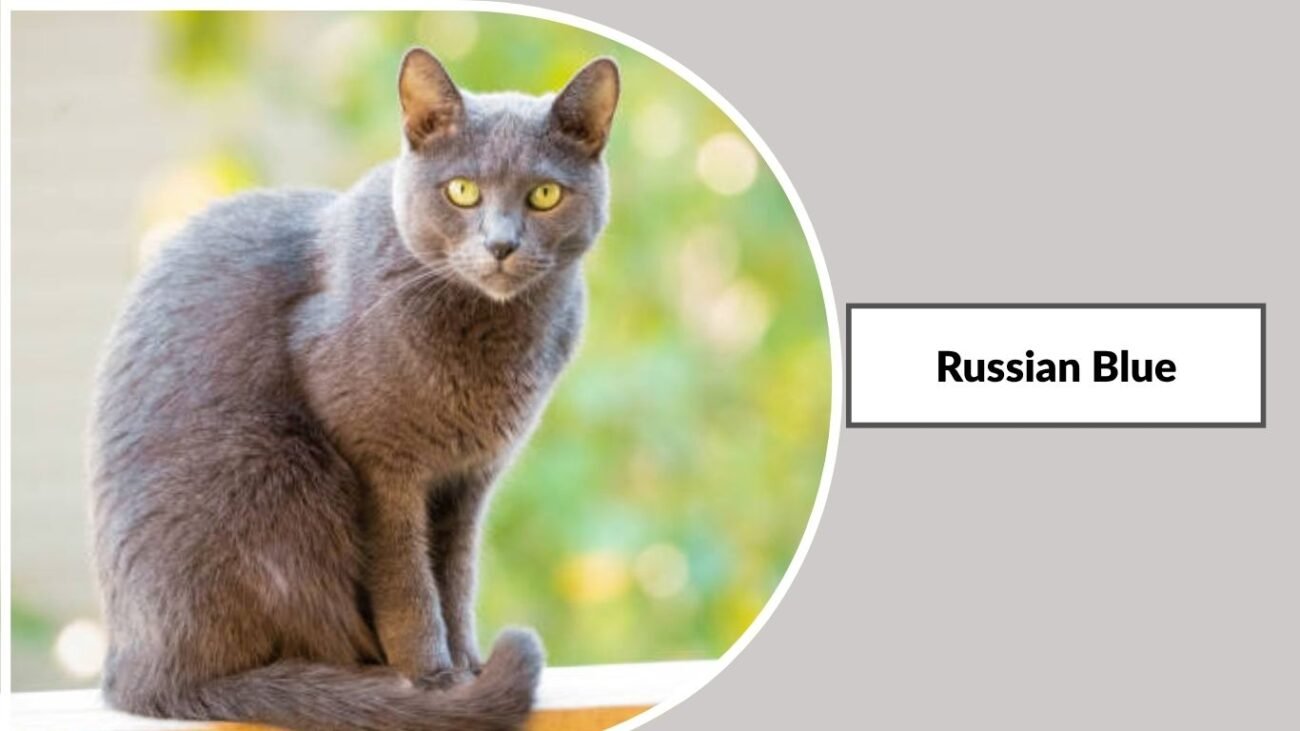  Russian Blue