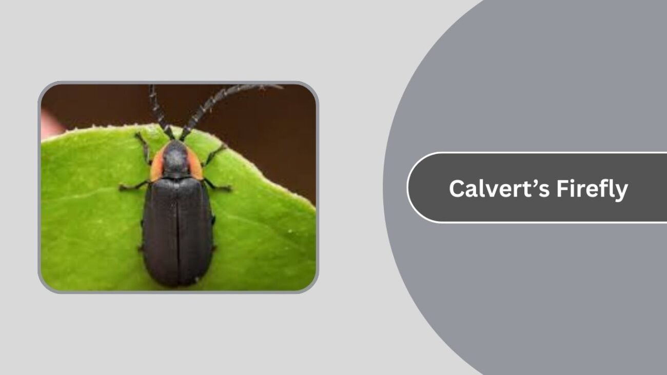 Calvert’s Firefly