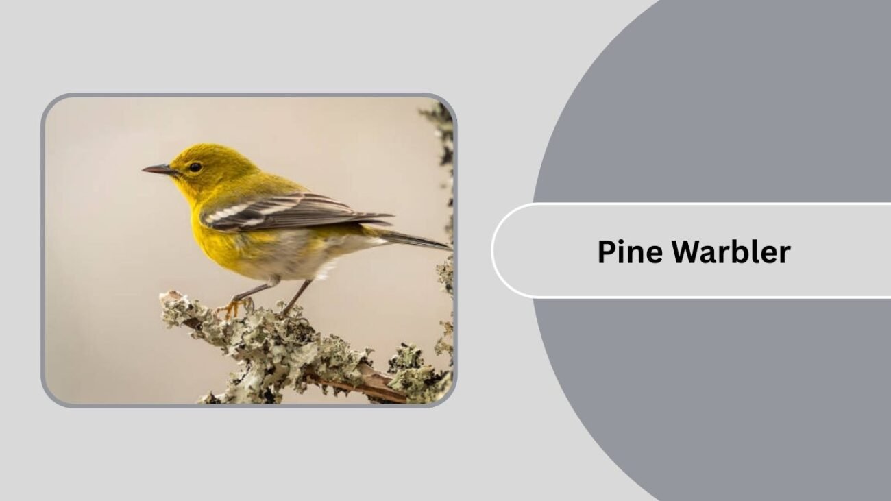 Pine Warbler