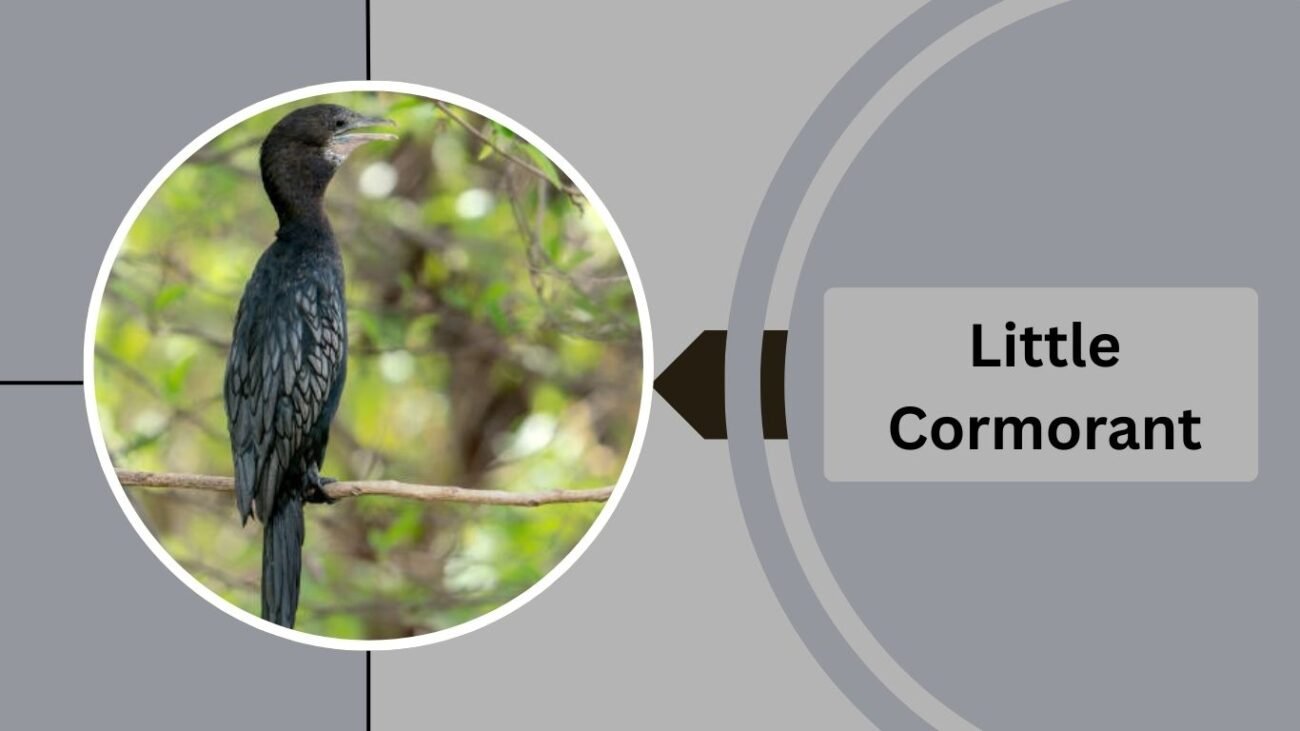 Little Cormorant