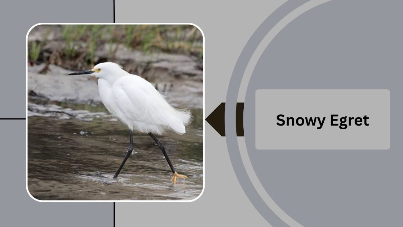 Snowy Egret