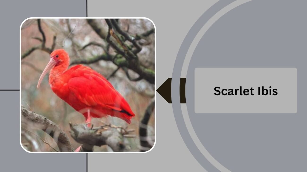 Scarlet Ibis
