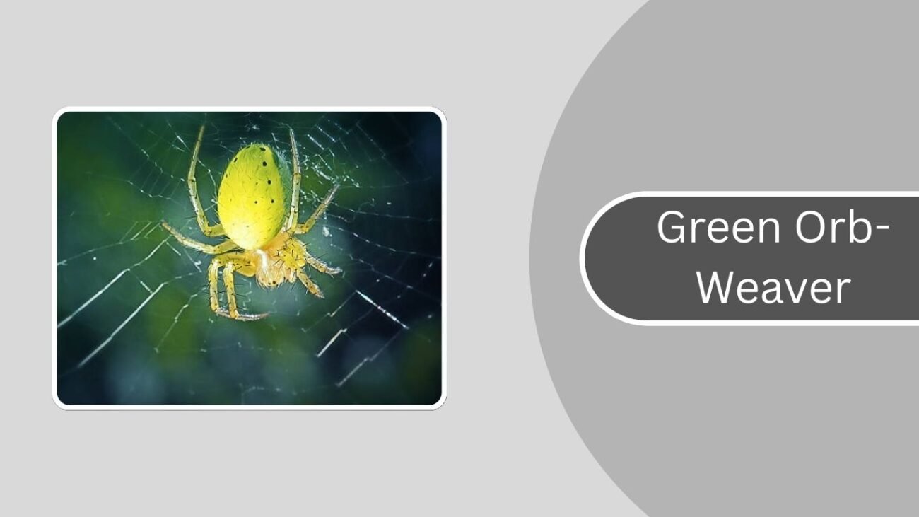 Green Orb-Weaver