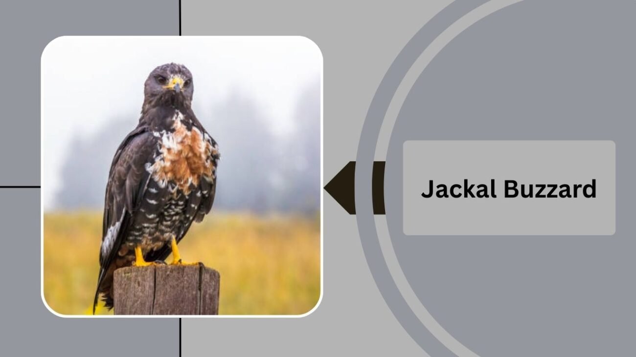 Jackal Buzzard