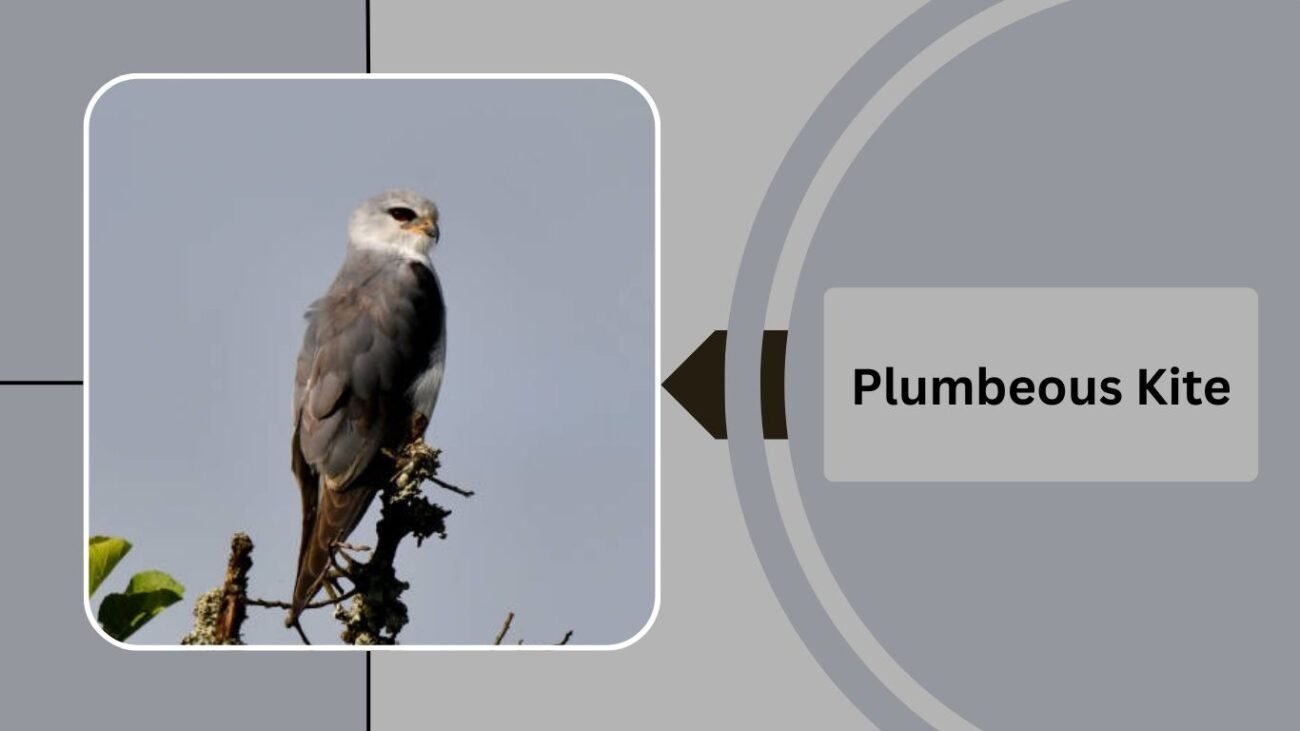 Plumbeous Kite 