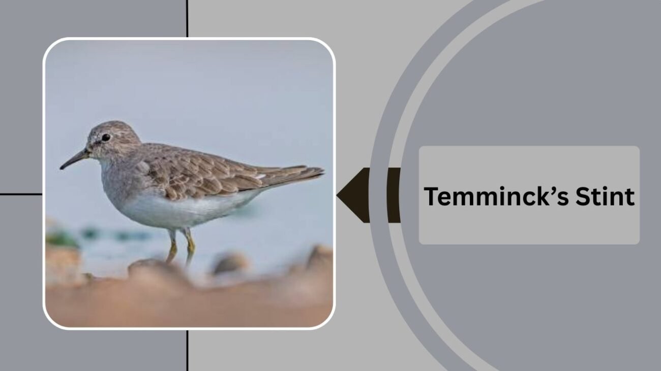 Temminck’s Stint