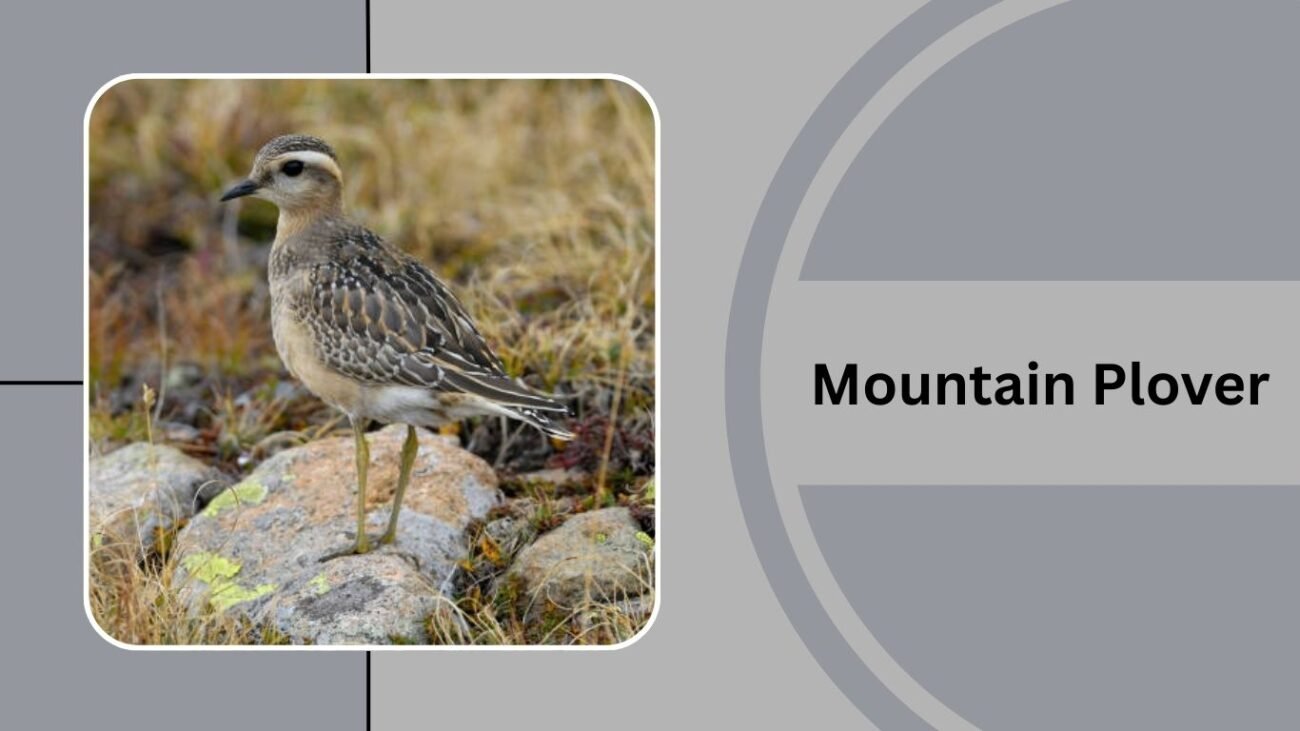 Mountain Plover