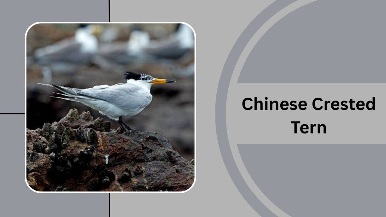Chinese Crested Tern