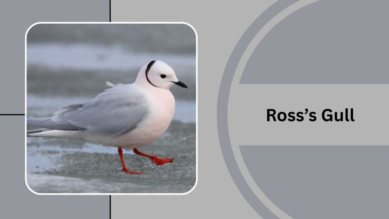 Ross’s Gull