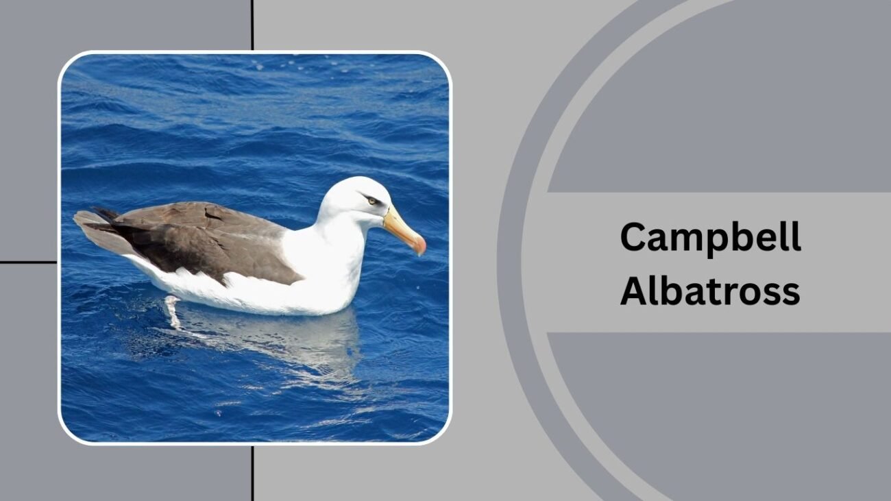Campbell Albatross